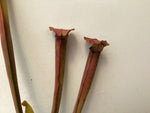 Sarracenia alabamensis ssp. wherryi