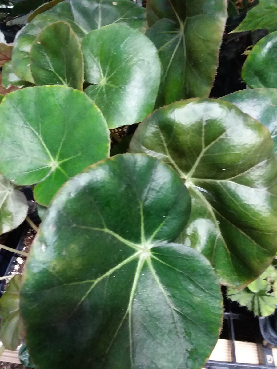 Begonia ‘Erythrophylla’ - “Beef Steak” - 4 inch – My Green Obsession