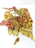 Begonia ‘Robert Shatzer’ - 4 inch