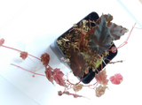 Begonia ‘Gobenia species’