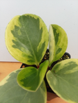 Peperomia obtusifolia variegata aka ‘Baby Rubber Plant’