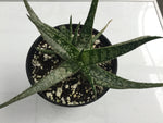 Aloe bakeri