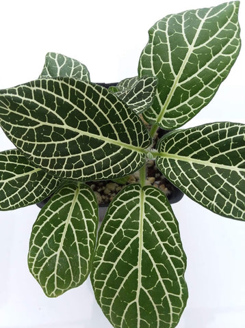 Fittonia albivenis - green nerve plant