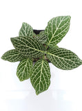 Fittonia albivenis - green nerve plant