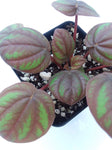 Peperomia ‘Peppermill’