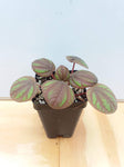 Peperomia ‘Peppermill’
